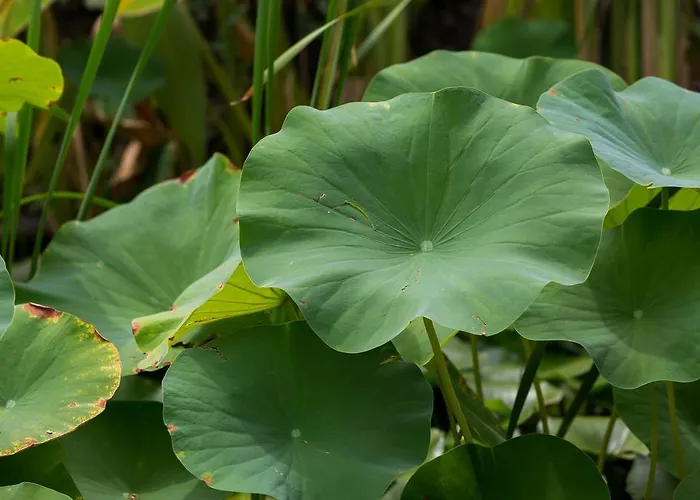 Capo Bianco Porto Azzurro