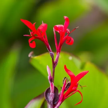 Apart Otel Capo Bianco Porto Azzurro