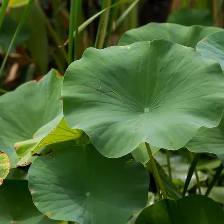 Capo Bianco Porto Azzurro