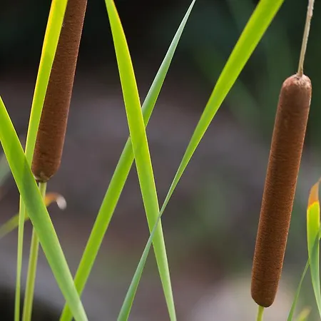 Ξενοδοχείο με διαμερίσματα Capo Bianco Porto Azzurro