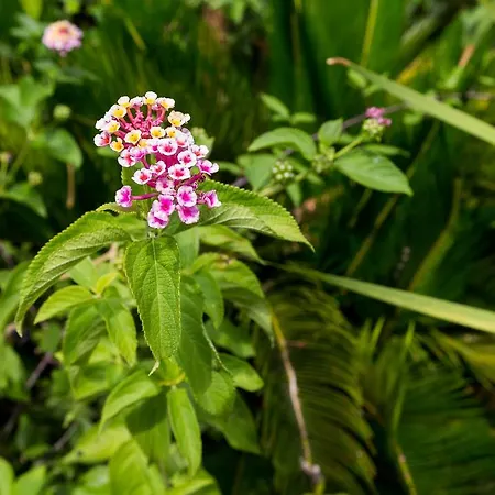 Capo Bianco Apart Otel