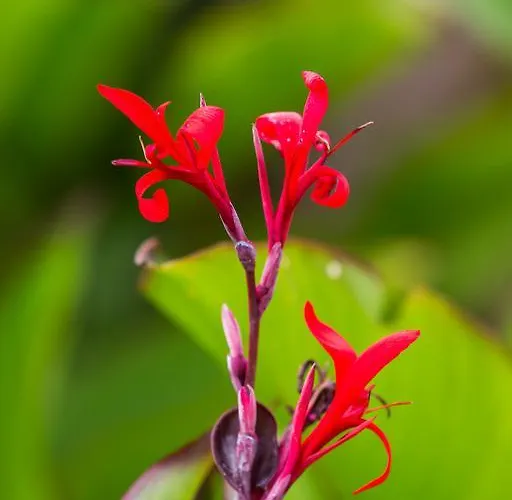 Lejlighedshotel Capo Bianco Porto Azzurro