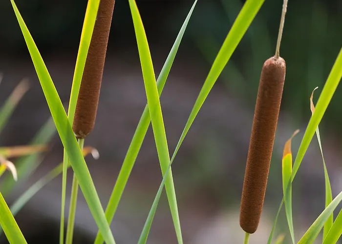 شقة فندقية Capo Bianco بورتو أتْسورّو